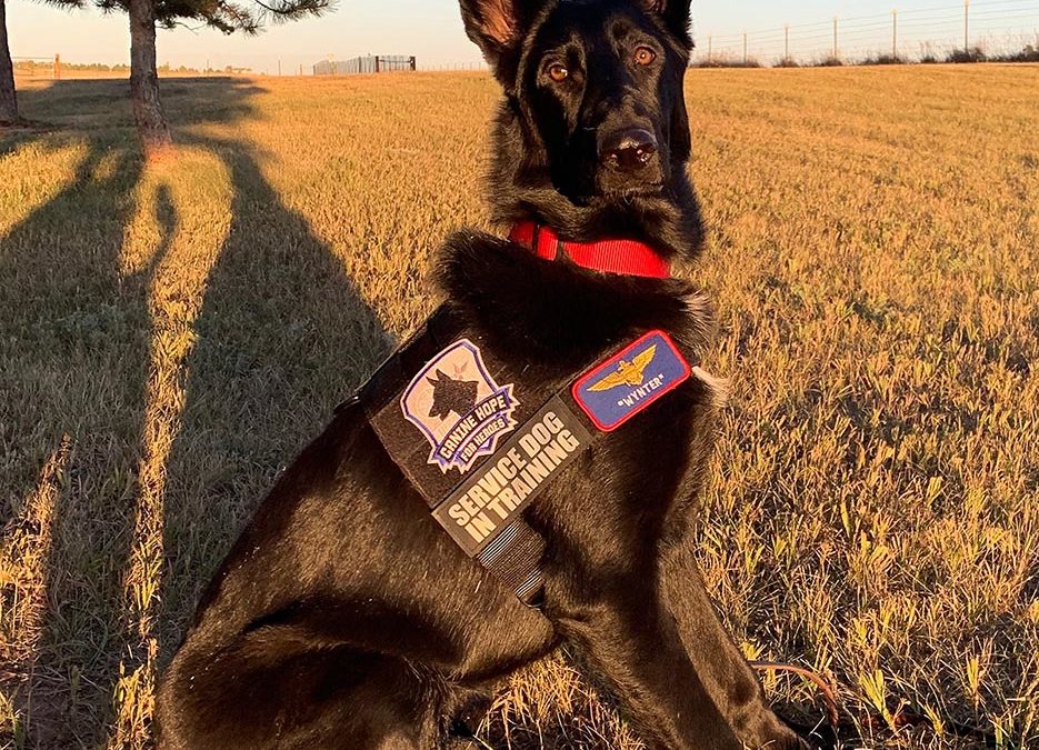 Say Hello to Wynter, current K9 in training